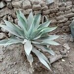 Agave havardiana 叶