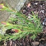 Leucadendron salignum Blad