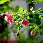 Rosa pendulina Flors