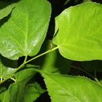 Morus celtidifolia Blatt