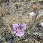 Calochortus macrocarpus Flower