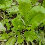 Lactuca sativa Folha