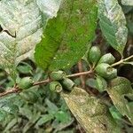 Coffea fotsoana Frucht