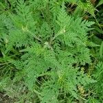 Ambrosia artemisiifolia Blatt