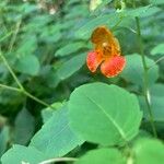 Impatiens capensisFlor