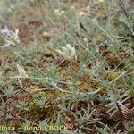 Astragalus baionensis Hábitos