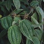 Miconia crenata ഇല