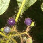 Miconia octona Φρούτο