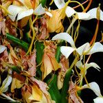 Hedychium flavescens Floare