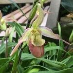 Phragmipedium longifolium花