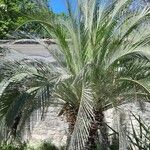 Macrozamia moorei Hábito