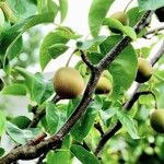 Pyrus pyrifolia Habit