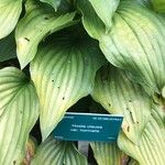 Hosta clausa Hoja