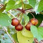 Vernicia fordii Fruit