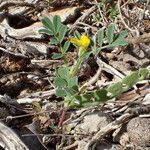 Hippocrepis biflora Mbuma