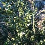 Ruscus aculeatus Folha