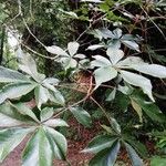 Vitex ferruginea Leaf