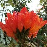 Spathodea campanulata Blomst