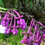 Epidendrum porphyreum Cvet