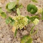 Hydrocotyle bonariensis Floare