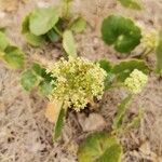 Hydrocotyle bonariensis Blodyn