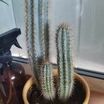 Pilosocereus pachycladus ഇല