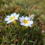 Gentiana sedifolia Květ