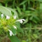 Galeopsis tetrahitFleur