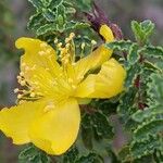 Hypericum balearicum Flor