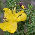 Hypericum balearicum 花