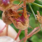 Saxifraga granulata Frucht