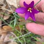 Olsynium douglasii Fiore