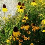 Echinacea paradoxa Облик