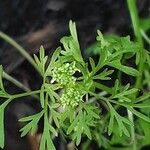 Coriandrum sativum Λουλούδι