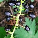 Actaea spicata Gyümölcs