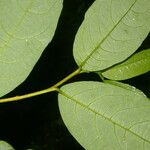Margaritaria nobilis Φύλλο