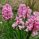 Hyacinthus orientalis Blomma