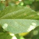 Dombeya punctata Hoja