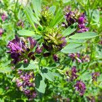 Medicago sativa Fiore
