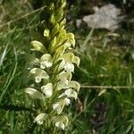 Pedicularis comosa Цветок