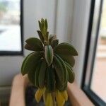 Peperomia dolabriformis Liść