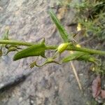 Goodenia heterophylla Feuille