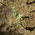 Helianthemum ledifolium पत्ता