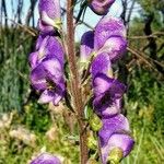 Aconitum napellus Virág