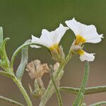 Heliotropium greggii Flower