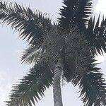 Veitchia winin Fruit