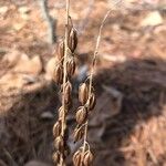 Tipularia discolor Gyümölcs