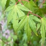 Acer palmatumBlad