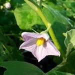 Solanum melongena Λουλούδι