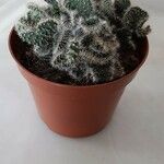 Austrocylindropuntia cylindrica Koor